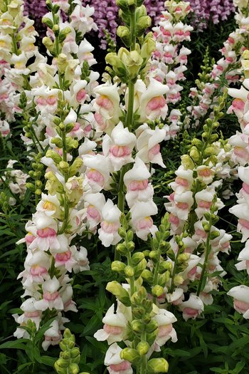 Snapdragon Apple Blossom 